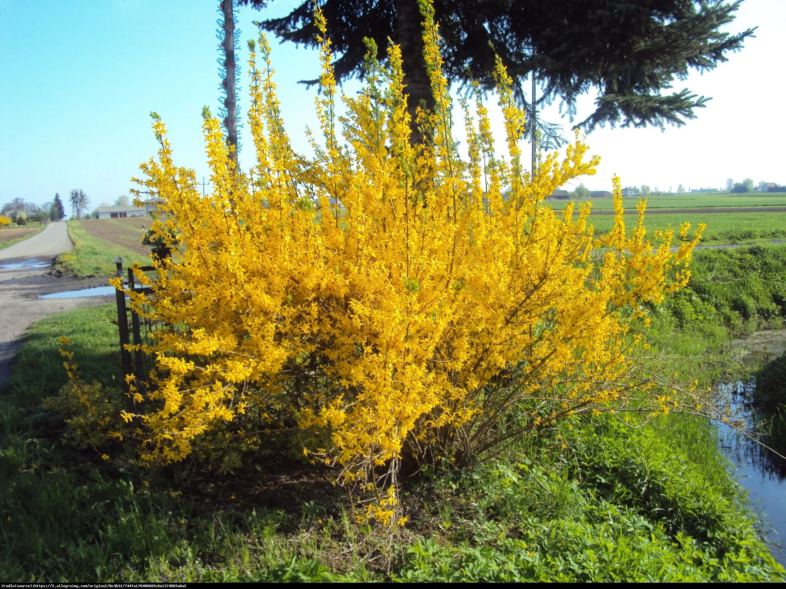 Ранний желтый кустарник фото. Форзиция ЖИРАЛЬДА. Форзиция Микадор. Желтый кустарник форзиция. Форзиция Голдрауш.