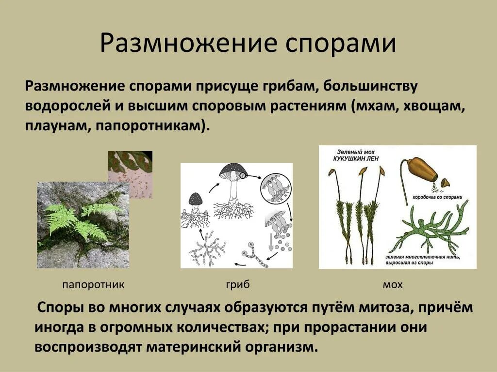 Размножение спорами это вегетативное размножение. Споровое размножение семенное размножение. Вегетативное размножение растений спорами. Технологии вегетативного размножения спорами 5 класс. Условия для размножения спорами