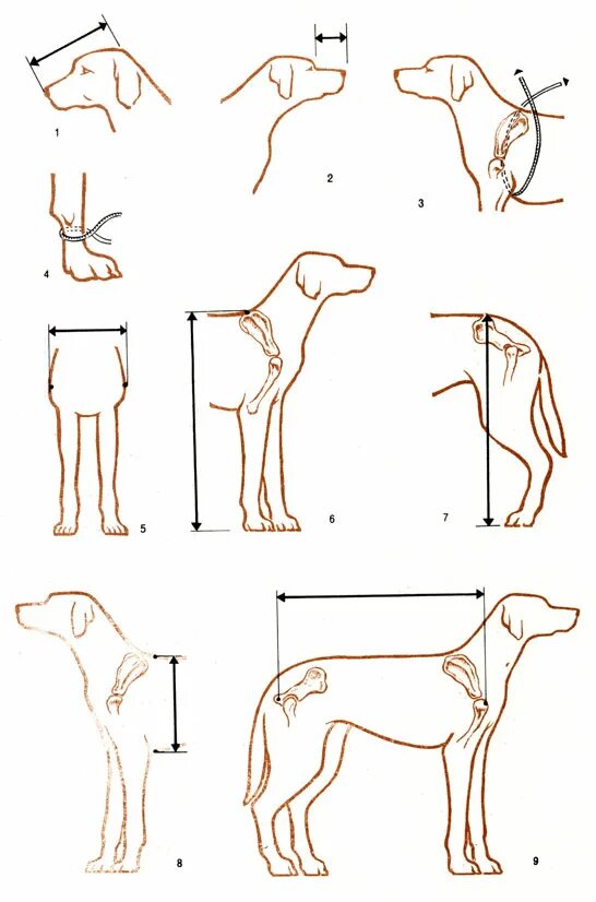 Как замерить рост собаки в холке правильно. Измерить высоту собаки в холке. Измерение роста собаки в холке. Высота в холке как измерить у собак немецкая овчарка. Промеры собаки немецкой овчарки.