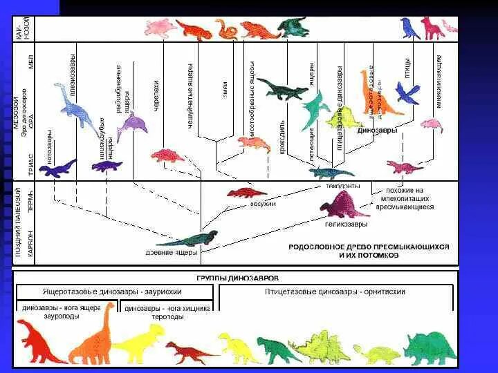 Эволюционное Древо рептилий. Эволюция пресмыкающихся схема. Филогенетическое дерево рептилий. Филогенетическое Древо птиц. Эволюционные изменения птиц