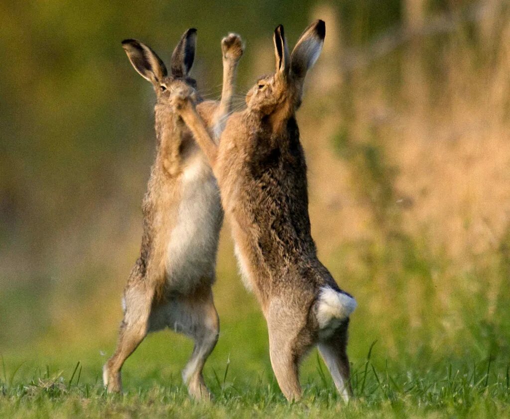 кролик прыгает. кролик дариус. заяц- русак в дикой природе. заяц русак питается. заяц в прыжке.