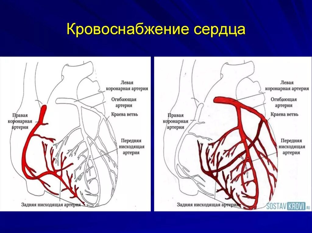 Венечные сосуды сердца анатомия. Анатомия коронарных артерий сердца. Левая и правая коронарные артерии анатомия. Венечные артерии сердца схема. Три отдела кровообращения