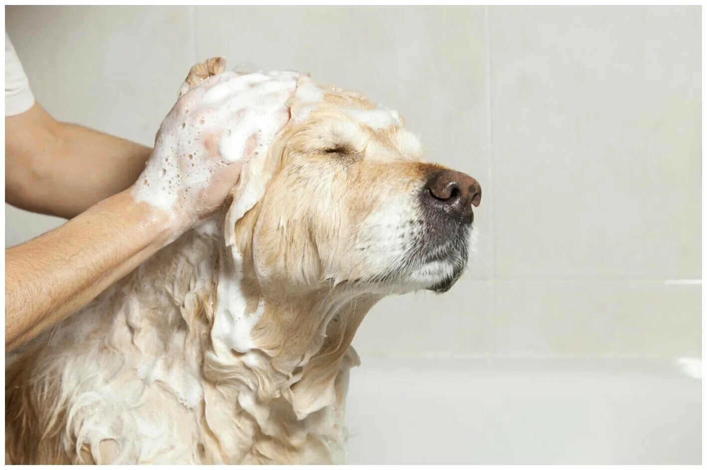 собаку моют. мытье собаки. как помыть собаку. собаку моют. как помыть собаку.