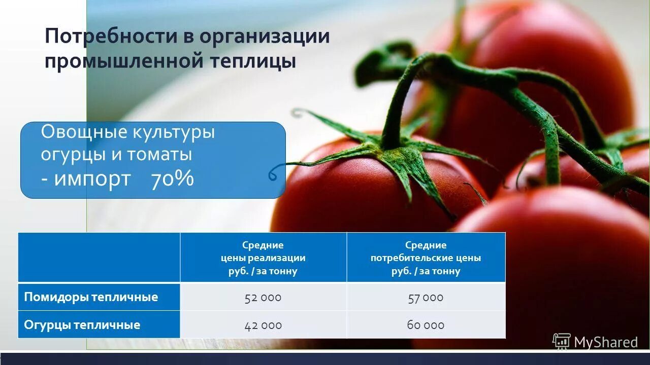 Как правильно написать помидоры. Овощные культуры томат. Помидор (томат) культурный. Импорт томатов. Томаты тепличные, кг.