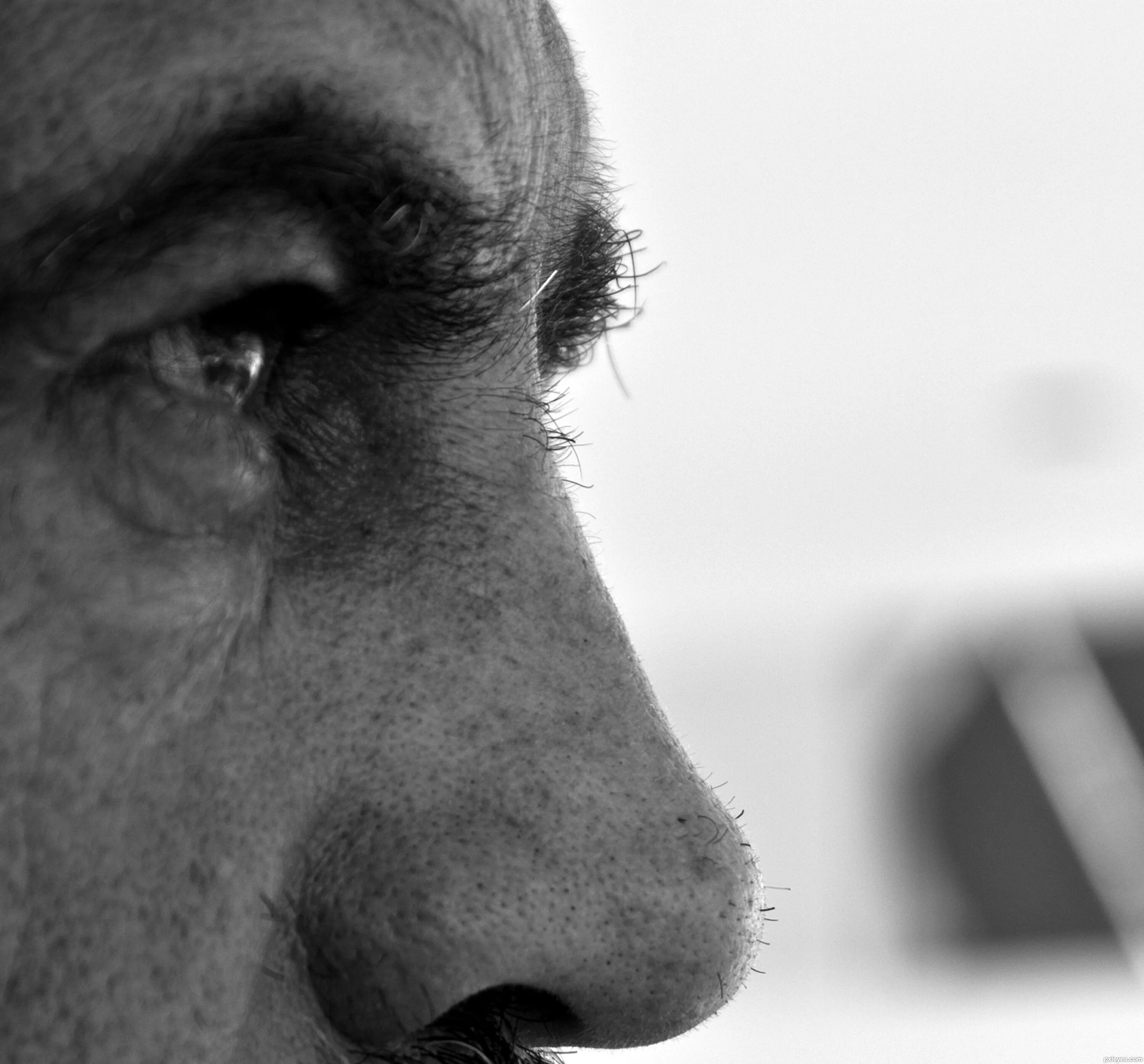 мохнатый нос