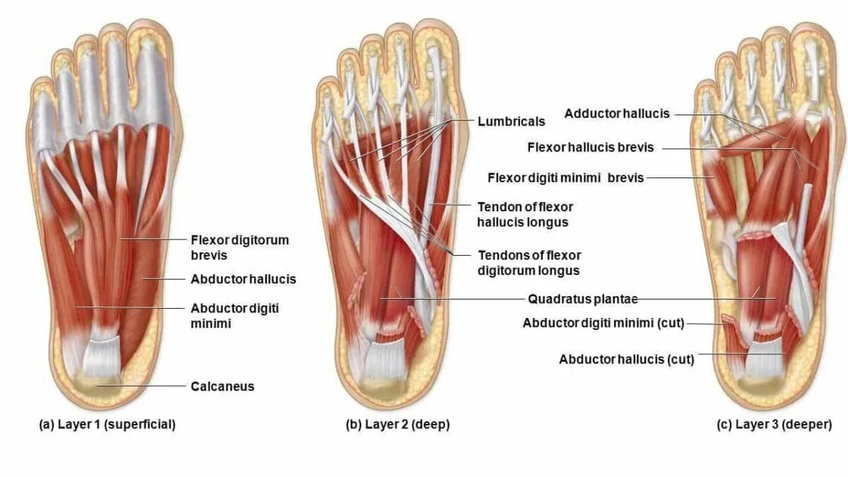 Foot muscle. Flexor Hallucis Brevis мышца. Abductor Hallucis мышца. Flexor digitorum Brevis мышца. M Flexor digiti Minimi Brevis стопы.
