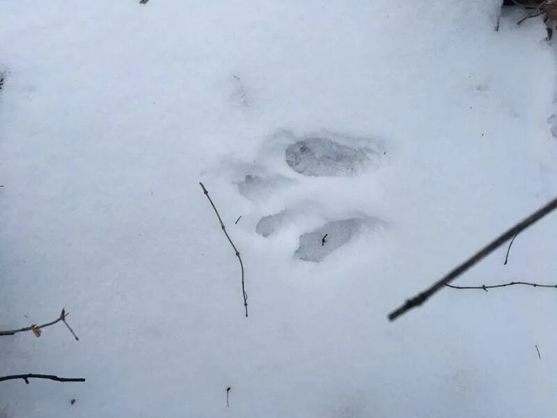 как выглядят следы куницы