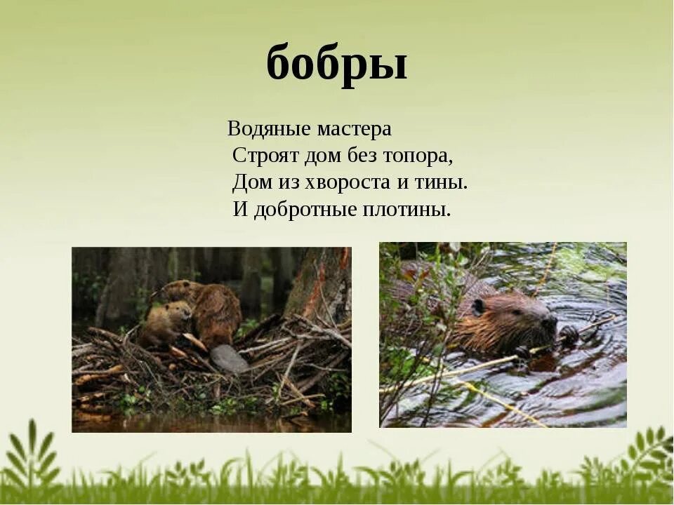 Бобры выражение