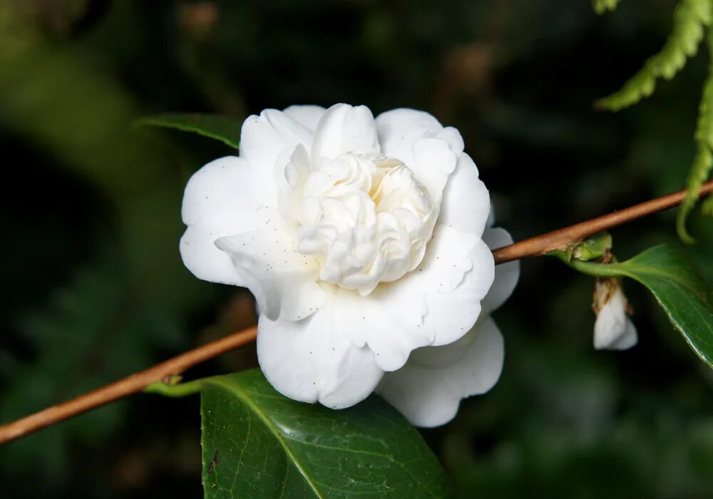 Камелия белая фото October Magic ® Bride ™ Cam Too Camellia Nursery