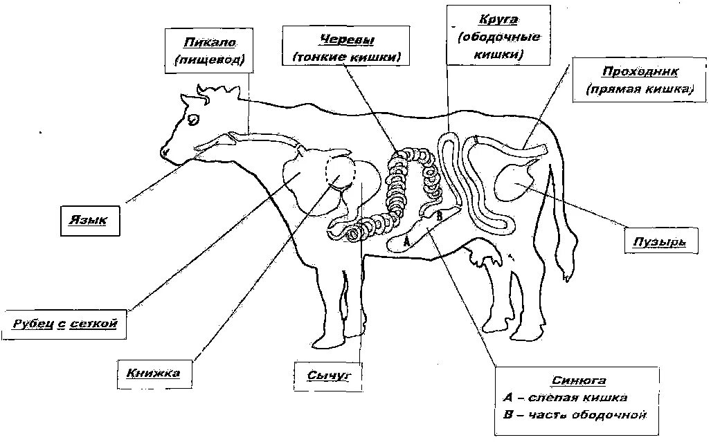 Анатомия пищеварительной системы КРС. Пищеварительная система КРС схема. Схема органов пищеварения крупного рогатого скота. Пищеварительная система коровы анатомия.