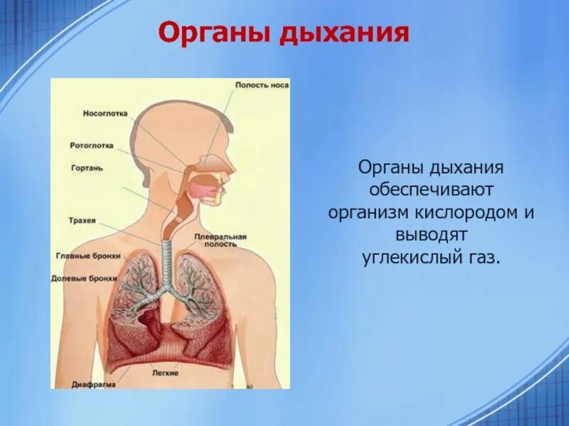 Органы дыхания. Дыхательная система человека. Дыхательные органы человека. Органы дыхания обеспечивают. Углекислый газ можно дышать