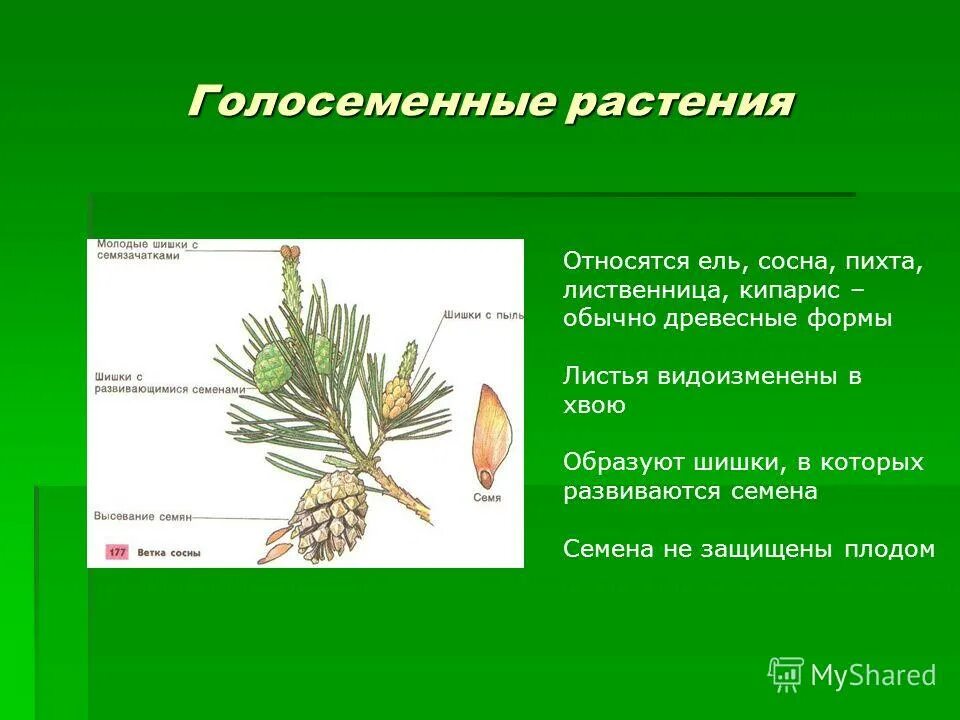 Хвойные растения отдел голосеменные растения. Голосеменных является. Отдел голосеменные представители. Хвойные гинкговые гнетовые саговниковые. Отдел голосеменные класс хвойные.