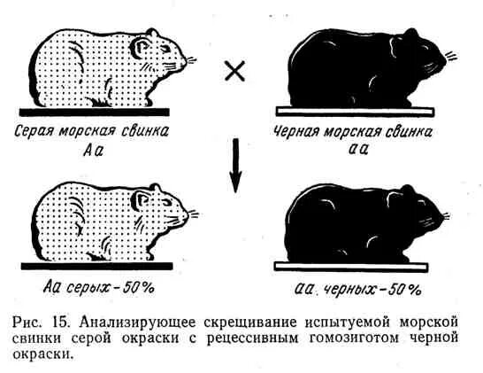 Моча морской свинки. Схема скрещивания морских свинок. Скрещивание морских свинок. Морские свинки генотип. Генетика морских свинок.