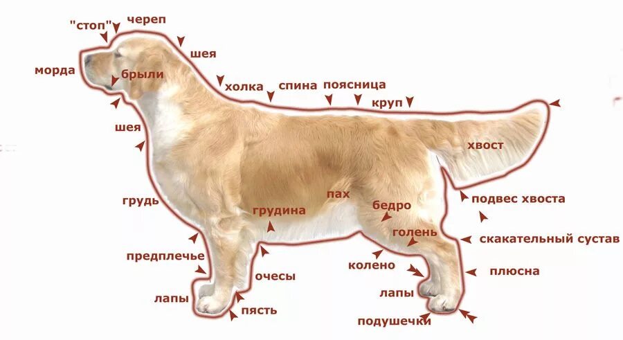 Сколько весит взрослый лабрадор. Лабрадор ретривер рост в холке. Стандарт породы золотистый (Голден) ретривер. Золотистый ретривер в холке. Голден ретривер вес кобеля.