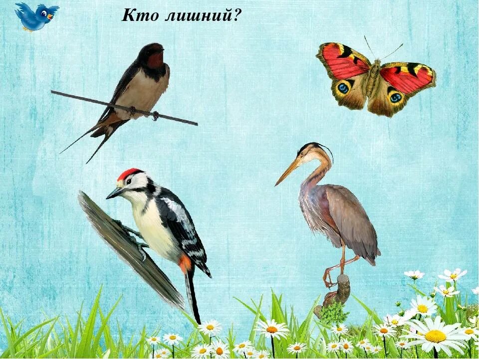 Каких птиц и насекомых. Игра четвертый лишний птицы. четвертый лишний птицы для дошкольников. четвертый лишний перелетные птицы. дидактическая игра перелетные птицы.