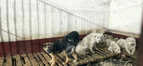Собаки новости