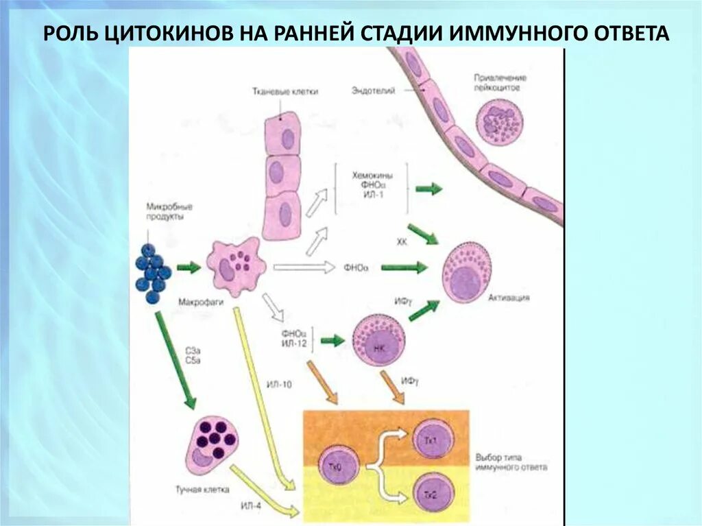 Цитокиновая регуляция иммунология. Роль цитокинов в иммунном ответе. Роль цитокинов в иммунном ответе иммунология. Роль цитокинов в регуляции иммунного ответа. Этапы иммунного ответа