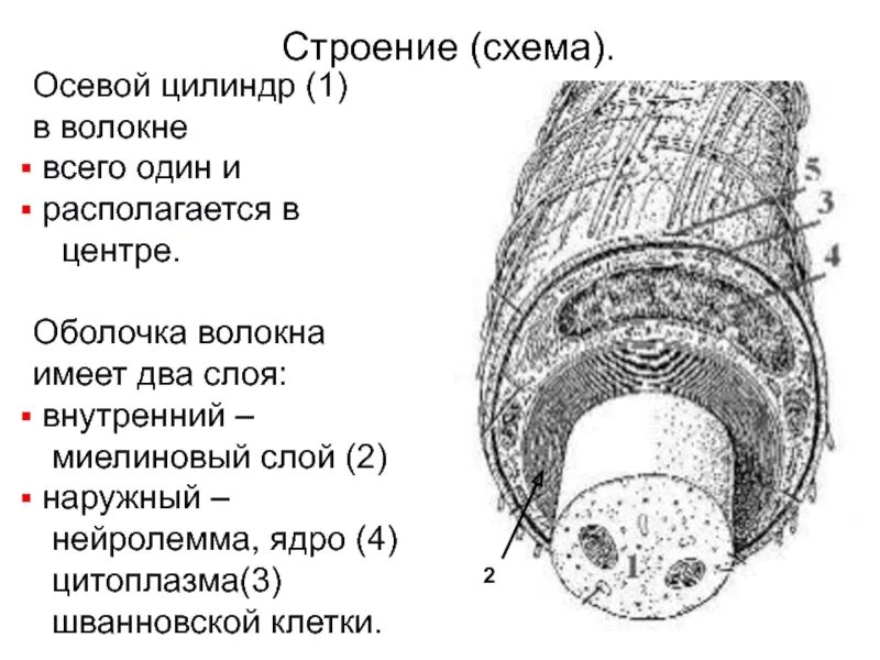 Центральный цилиндр корня. Строение осевого цилиндра нервного волокна. Осевой цилиндр нервного волокна это. Осевой цилиндр нервного волокна гистология. Структуры осевого цилиндра.