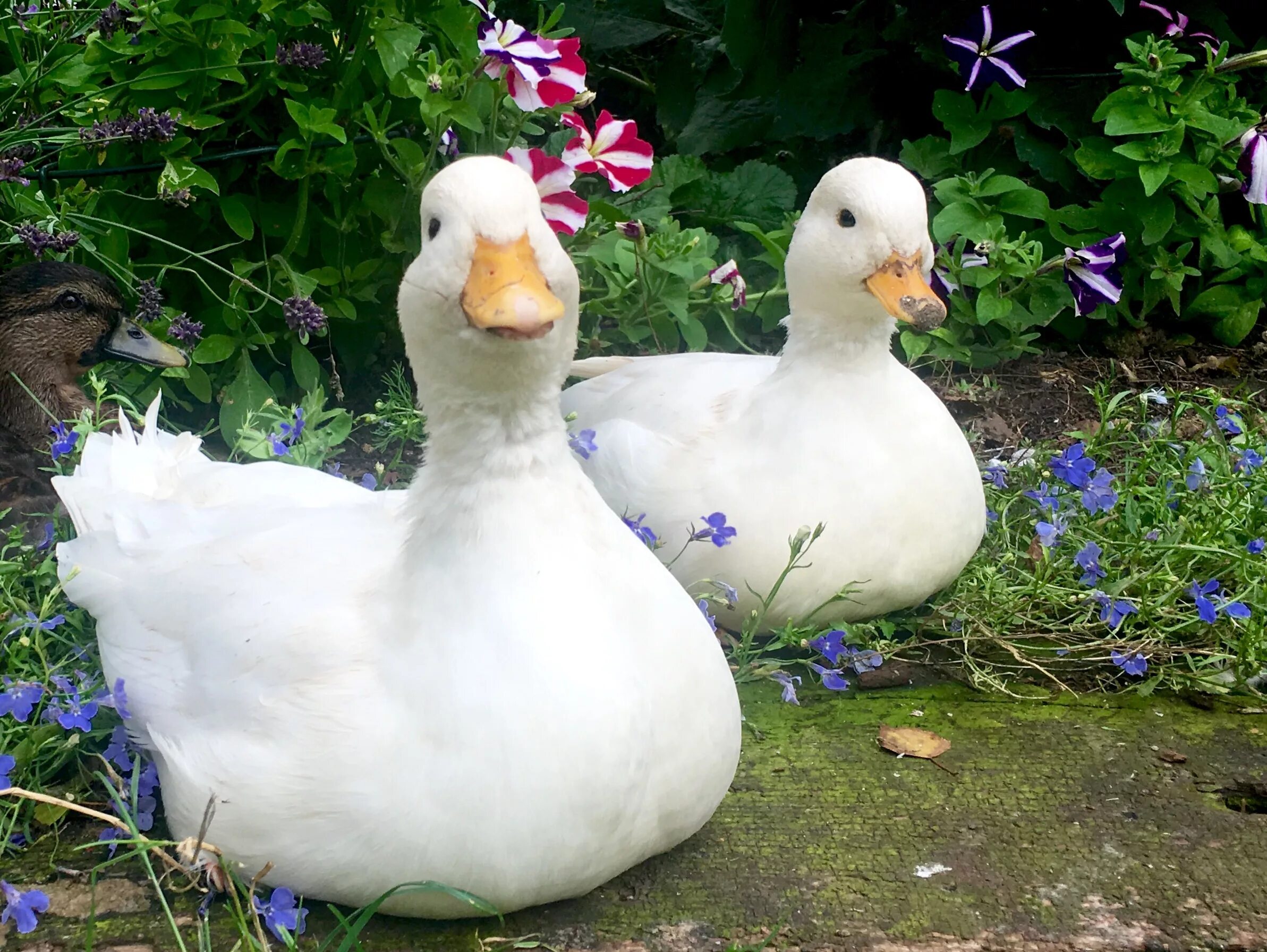 Good duck. Благоварская порода уток (кросс). Благоварский белый порода уток. Благоварская утка порода. Утки кросса Благоварский.