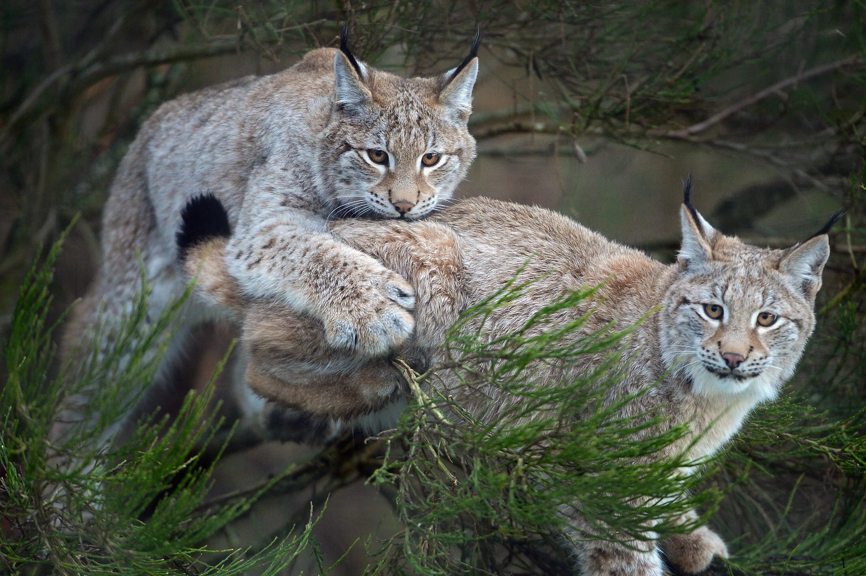 Содержание рыси. Обыкновенная Рысь Lynx Lynx. Рысь европейская обыкновенная. Рысь обыкновенная с рысятами. Гималайская Рысь.