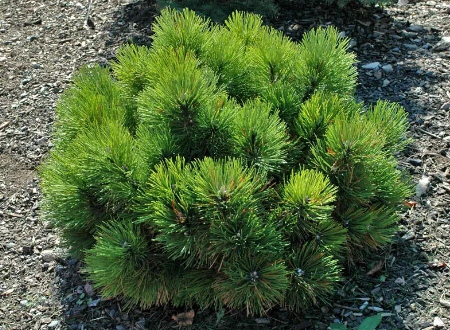 Сосна Горная Пумилио (pumilio). Pinus nigra. Сосна Горная Мугус. Сосна Горная Nana. Карликовые хвойные