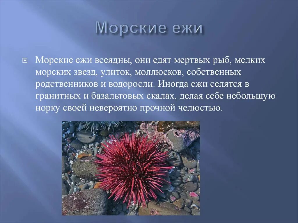 Картинки КЛАСС МОРСКИЕ ЕЖИ