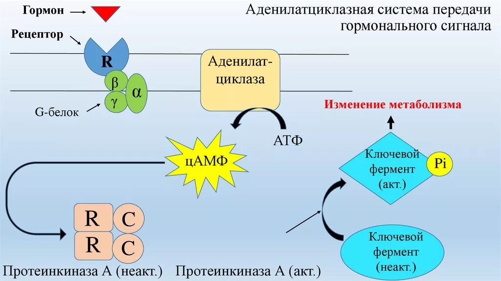 Схема действия гормонов через fltybjkfnwbrkfpye. Систему. Механизм передачи сигнала в аденилатциклазной системе. Схема действия гормонов через аденилатциклазную систему. Механизм передачи гормонального сигнала аденилатциклазная. Действует через изменение