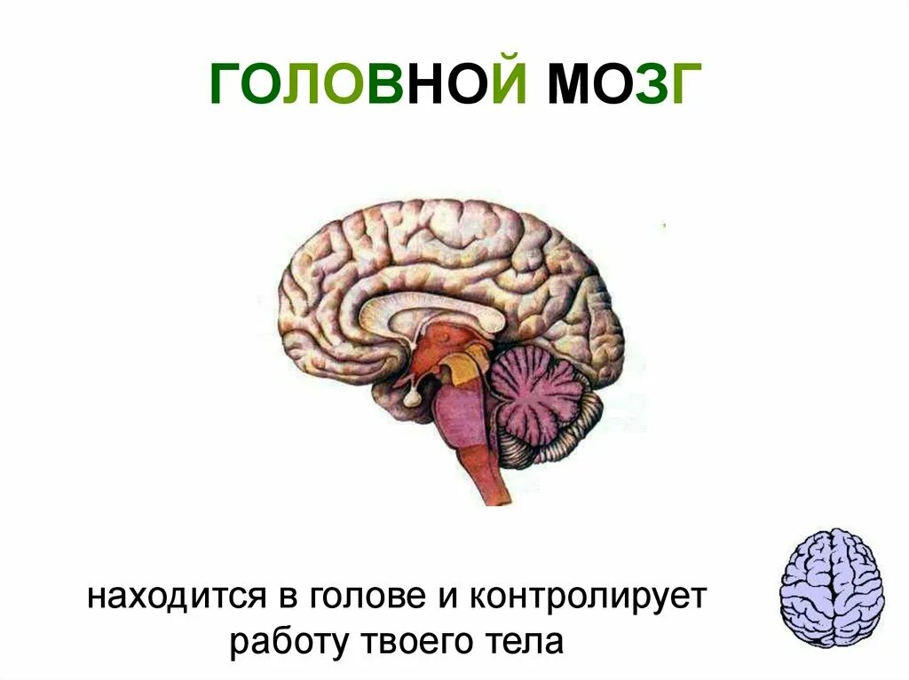 Презентации на тему мозга. Головной мозг. Строение головного мозга. Строение головного мозга человека. Головной мозг рисунок.