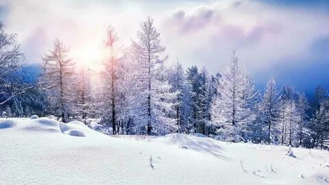 Winter gallery
