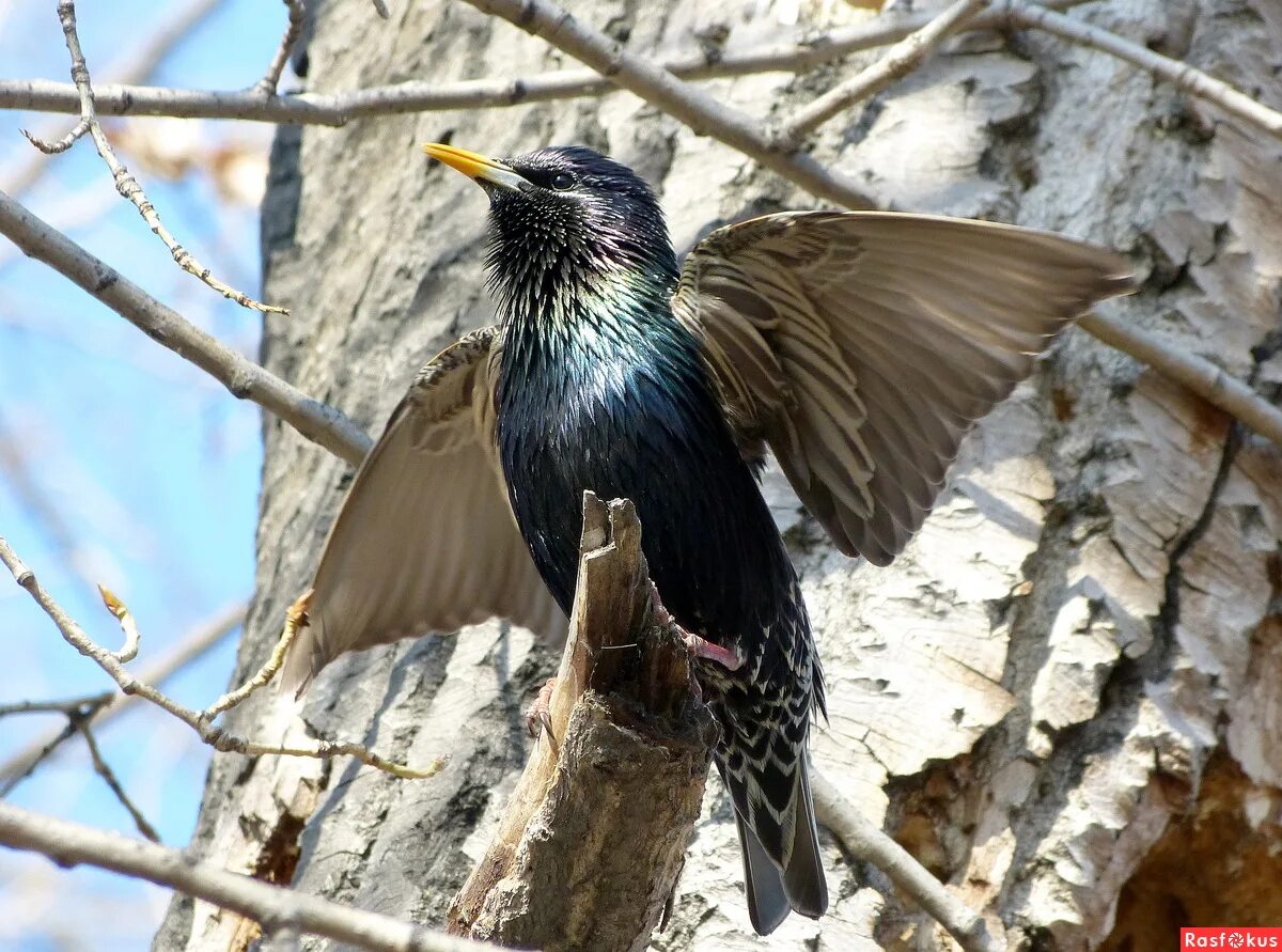 Скворцы прилетели. Скворцы прилетели. Скворец на кубани. Капский скворец. Вижу кого скворца.