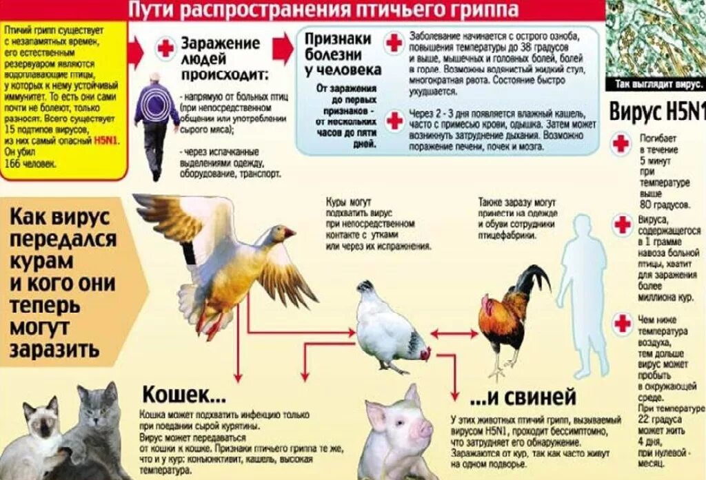 Распространение птичьего гриппа. Профилактика заболеваний птиц.