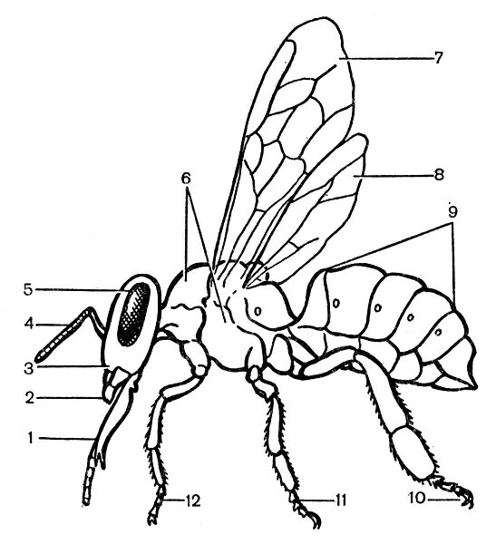 Какие части насекомого изображены. Анатомия пчелы медоносной. Отделы тела пчелы медоносной. Внешнее строение насекомого пчела. Внешнее строение тела пчелы.