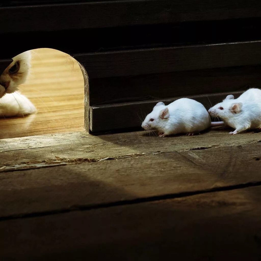 Белая мышь. Мышь в норке. Белый мышонок. Мышиная норка. Норка ловит мышей
