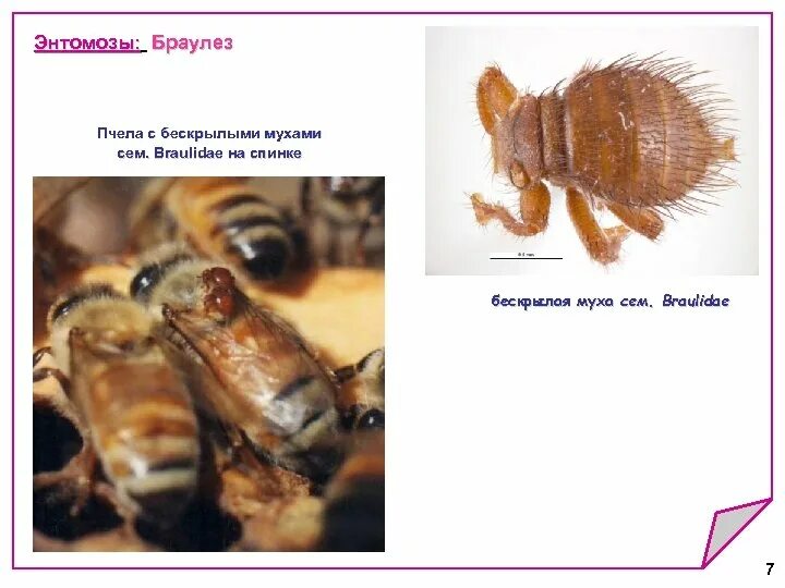 Как еще называют болезнь пчел. Браулез пчел под микроскопом. Заболевание пчел вызываемых простейшими. Браулез пчел презентация.