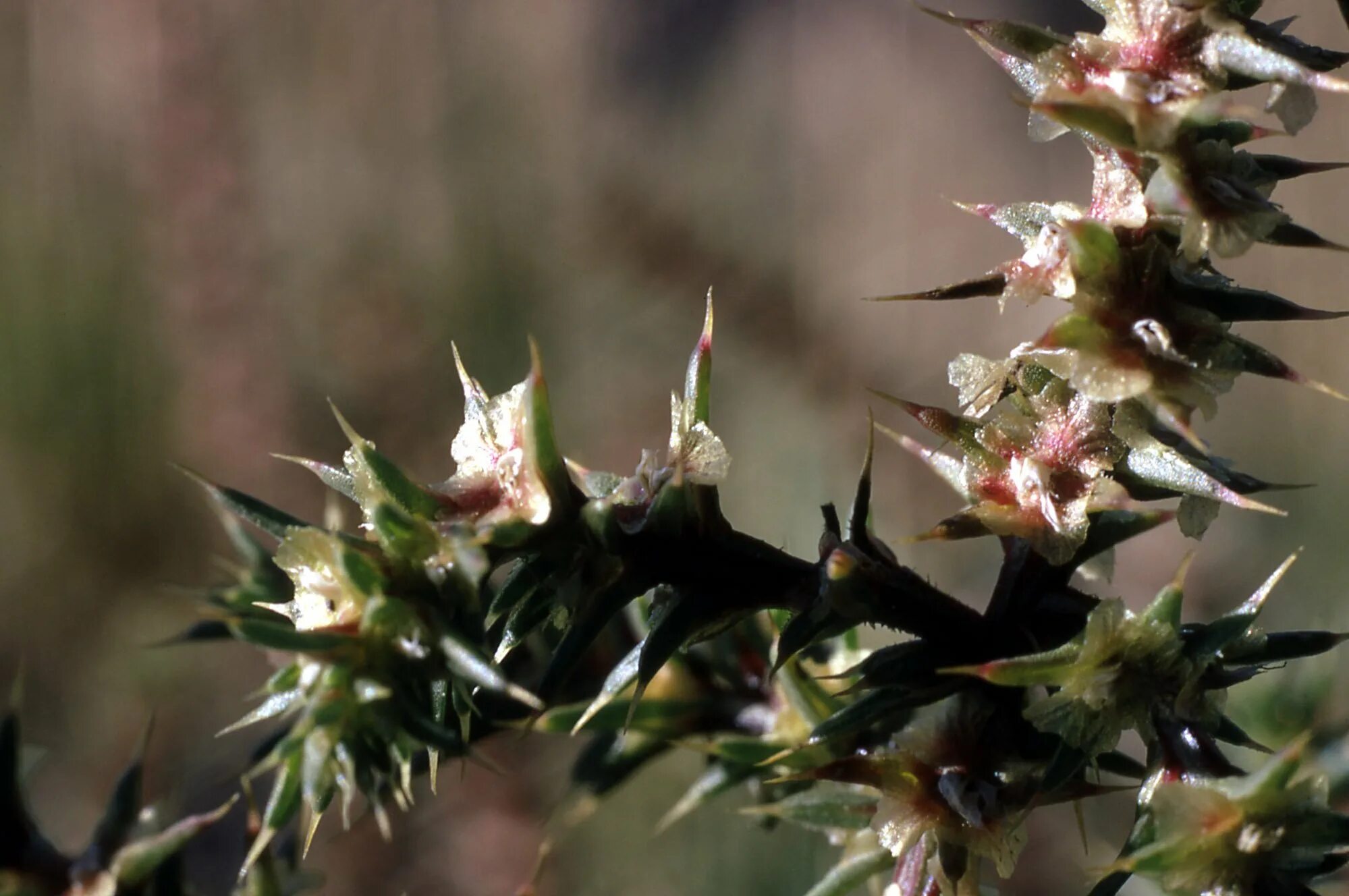 Колючий сорняк 4. Salsola Tragus. Salsola Tragus растение. Salsola kali. Salsola orientalis.