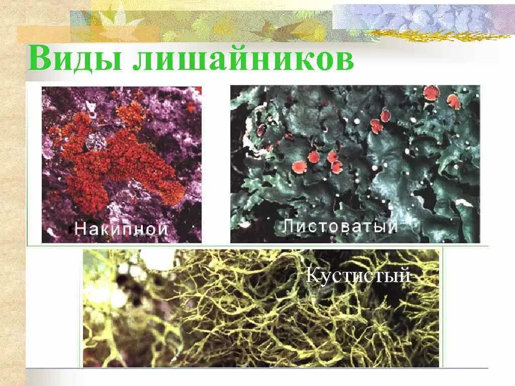 Виды лишайников. Характеристика лишайников. Лишайники биология. Грибы и лишайники биология