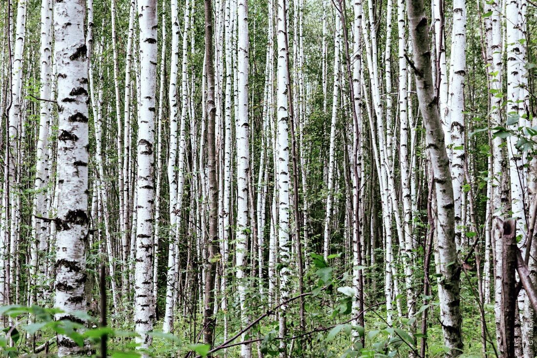 Твардовский березки кружились. Твардовский береза. Твардовский белые Березки. Кружились белые Березки.