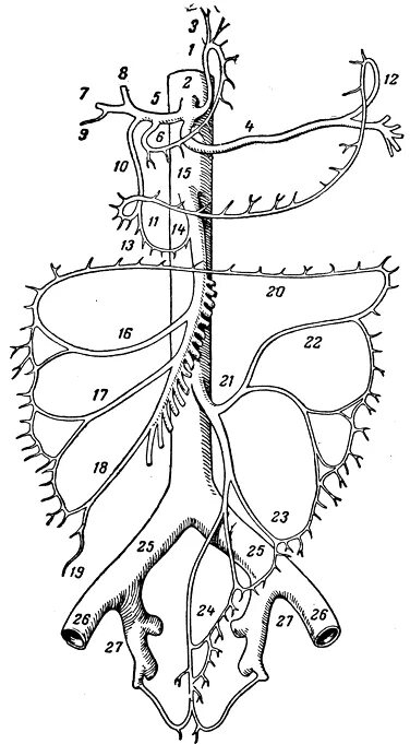 Брюшная аорта ветви