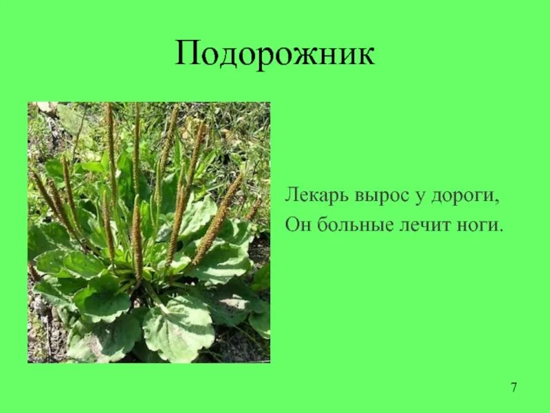 Подорожники 7. Подорожник. Где растет подорожник. Подорожник лекарь. Подорожник растет.