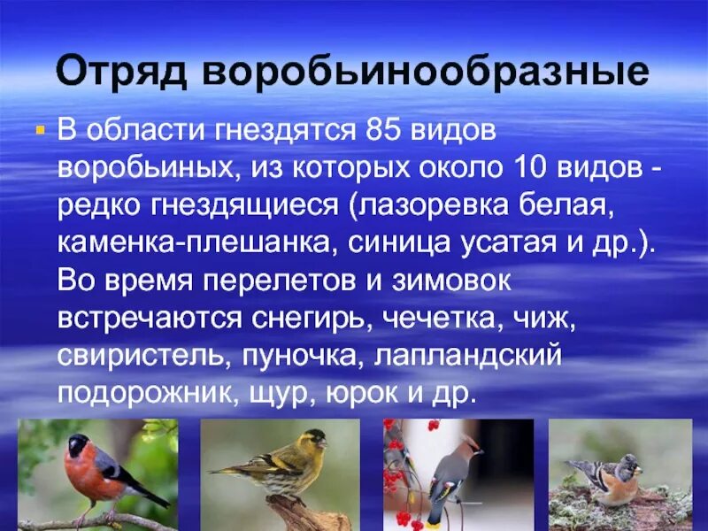 Воробьинообразные птицы таблица. Птицы Самарской области. Отряд птиц Воробьинообразные. Воробьинообразные птицы сообщение.