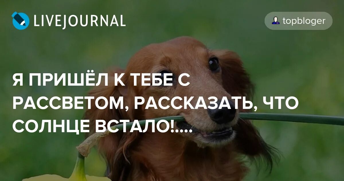 Я пришел сказать что солнце встало. Я пришла к тебе с рассветом рассказать. Я пришел к тебе с рассветом рассказать что солнце встало. Я пришёл к тебе с приветом рассказать. Стихотворение я пришел к тебе с приветом рассказать что солнце встало.
