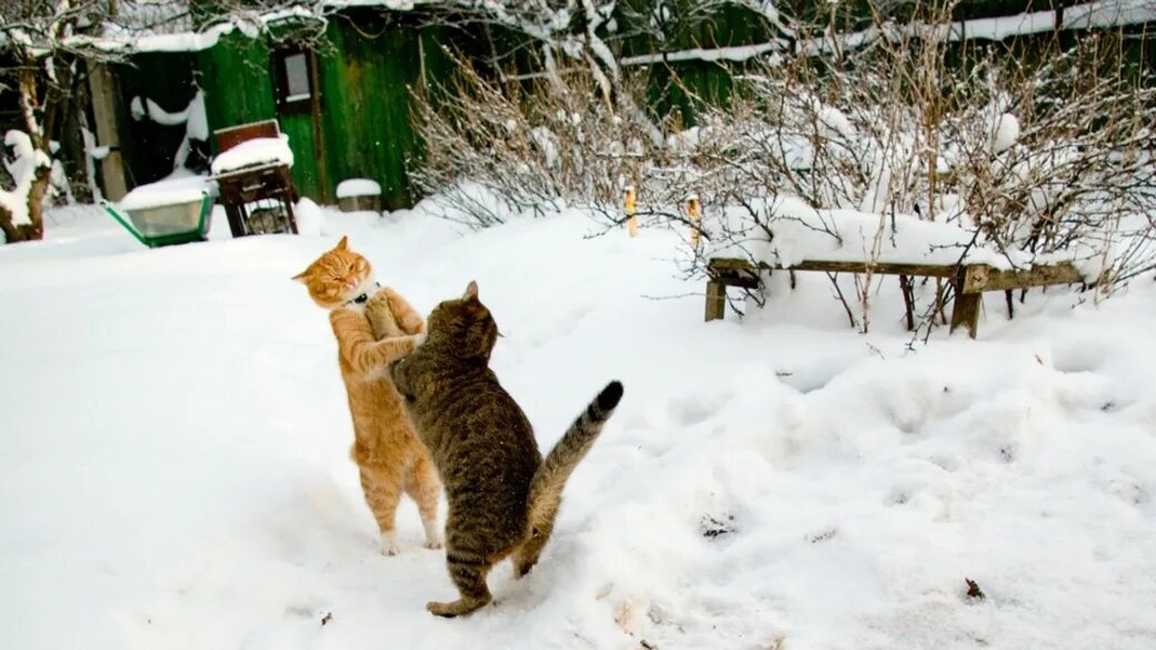 Подольше погуляешь. Кот в снегу. Кошки в деревне зимой. Мартовский кот.