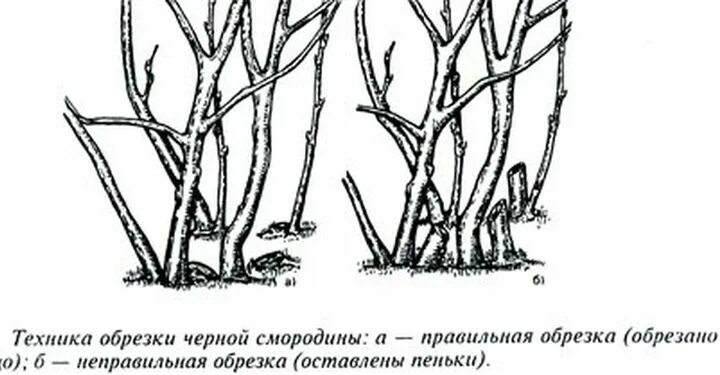 Как подрезать смородину весной. Обрезать смородину осенью схема. Обрезка чёрной смородины осенью схема. Схема обрезки смородины осенью осенью. Схема обрезки черной смородины.