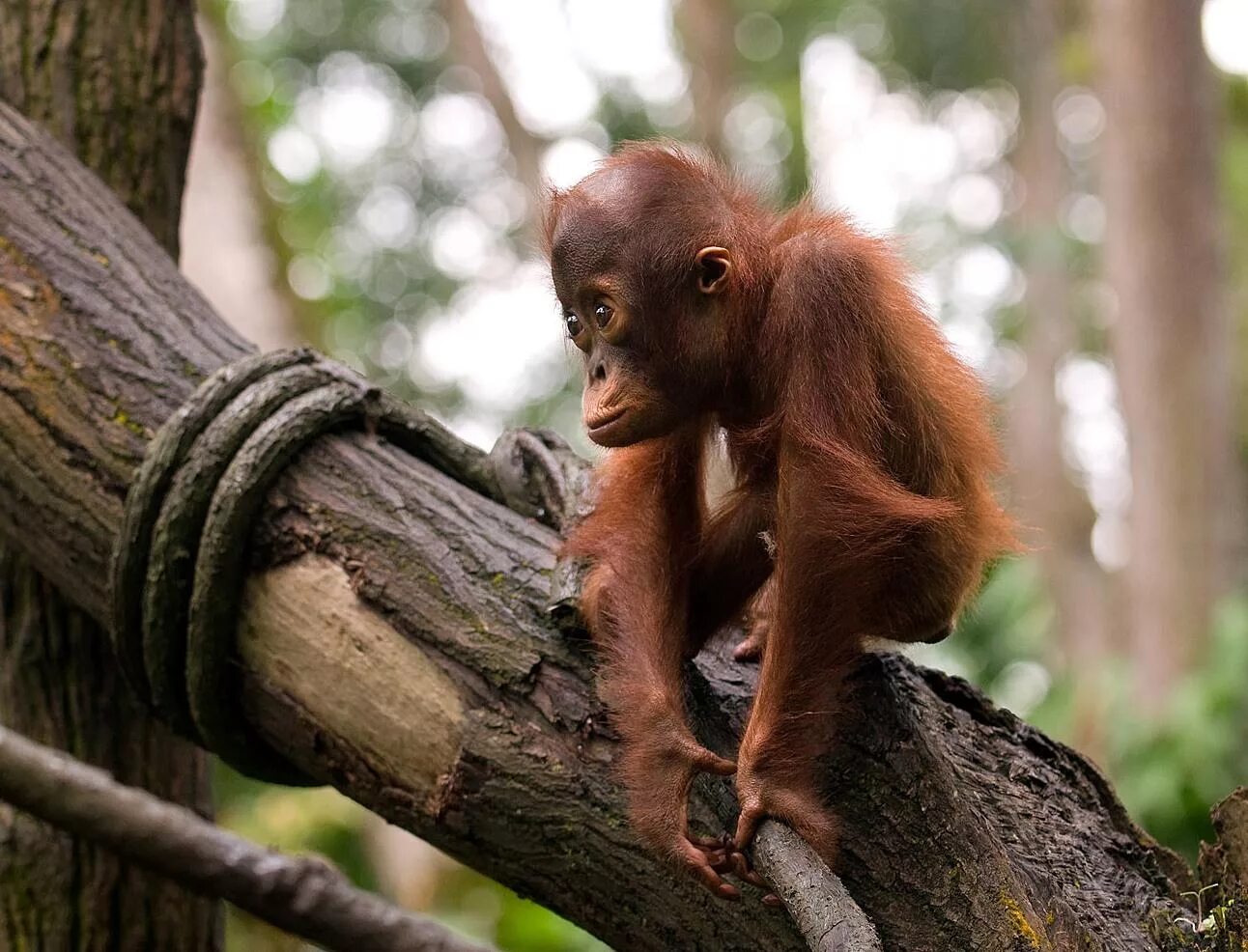 чаптек орангутан. приматы. суматранский орангутан самец. древесный примат. Alouatta seniculus.