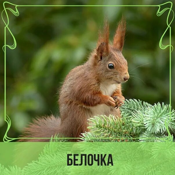 музыка для белочек в детском саду