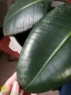 У фикуса скручиваются листья
