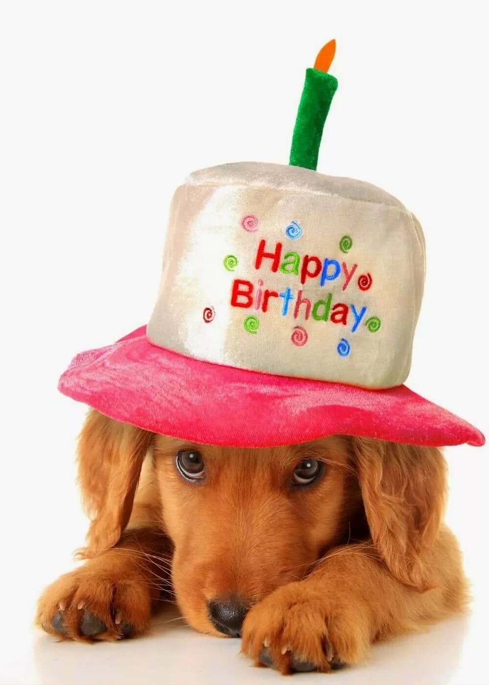 С днем рождения брату веселые. С днем рождения. С днём рождения собачки. Открытка с днём рождения с собачкой. Открытки с др с собаками.