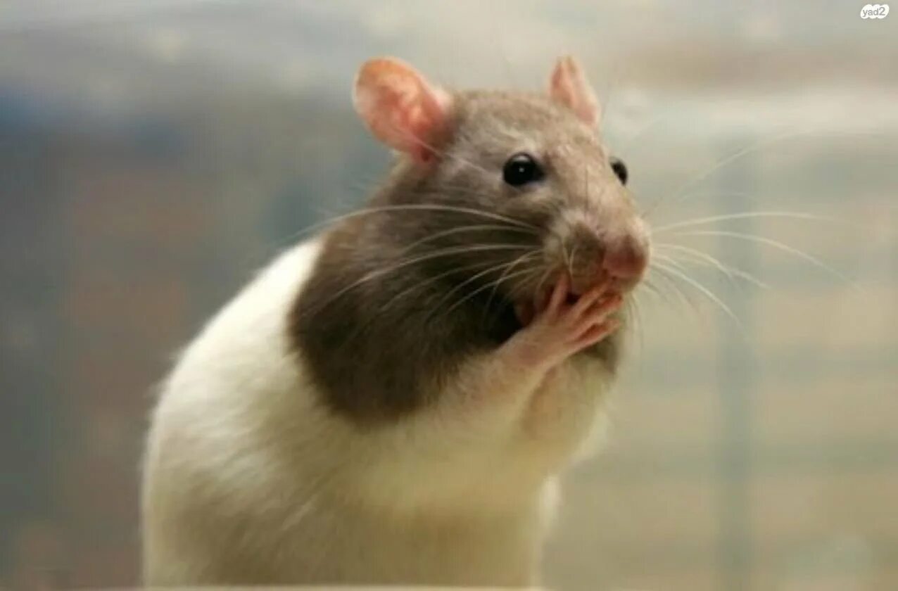 Крысиные восьмизубы. Мышка выглядывает из норки. Крысиная мордочка. Удивленная мышь. Удивленная мышь.
