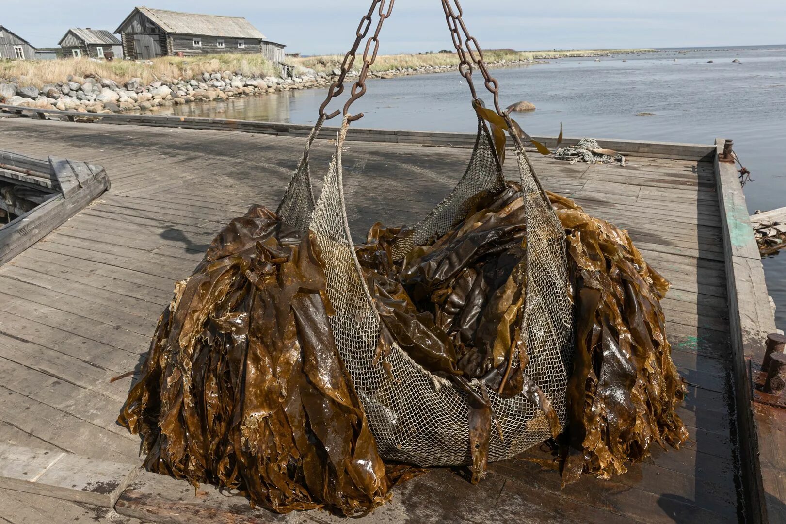 Сайт архангельских водорослей