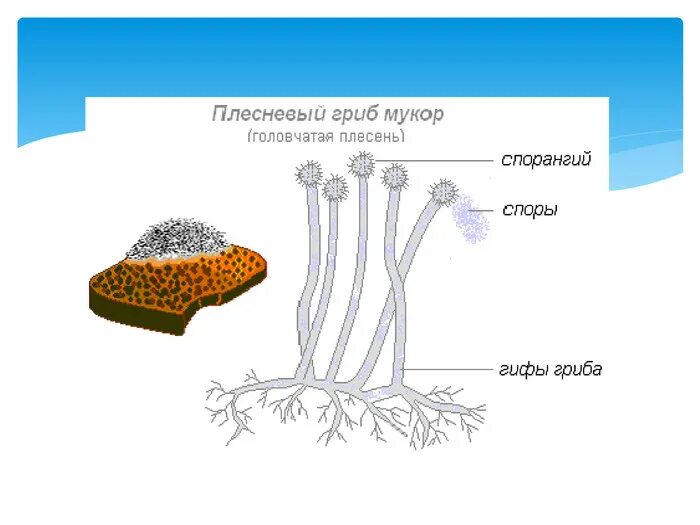 Мукор особенности. Строение плесневого гриба мукора. Строение плесневого гриба мукор. Строение мицелия мукора. Гриб мукор (Mucor).